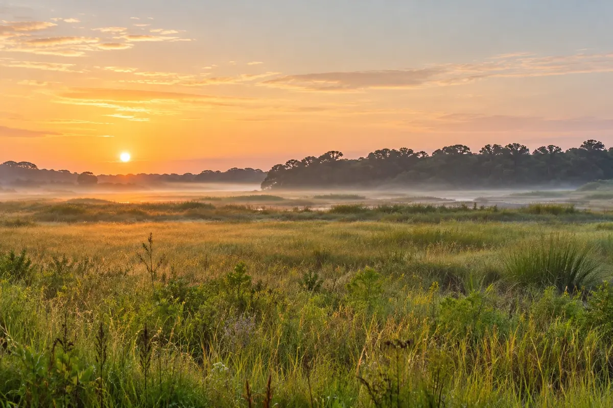Illustration: Alachua County scenery near Gainesville
